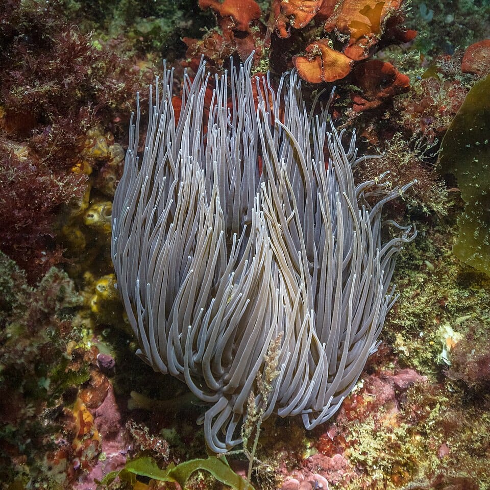 Anémona de mar común (ortiguilla) (Anemonia viridis)