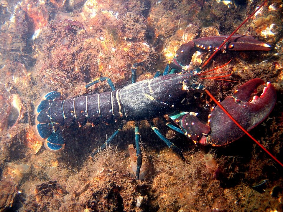 Bogavante europeo (Homarus gammarus)