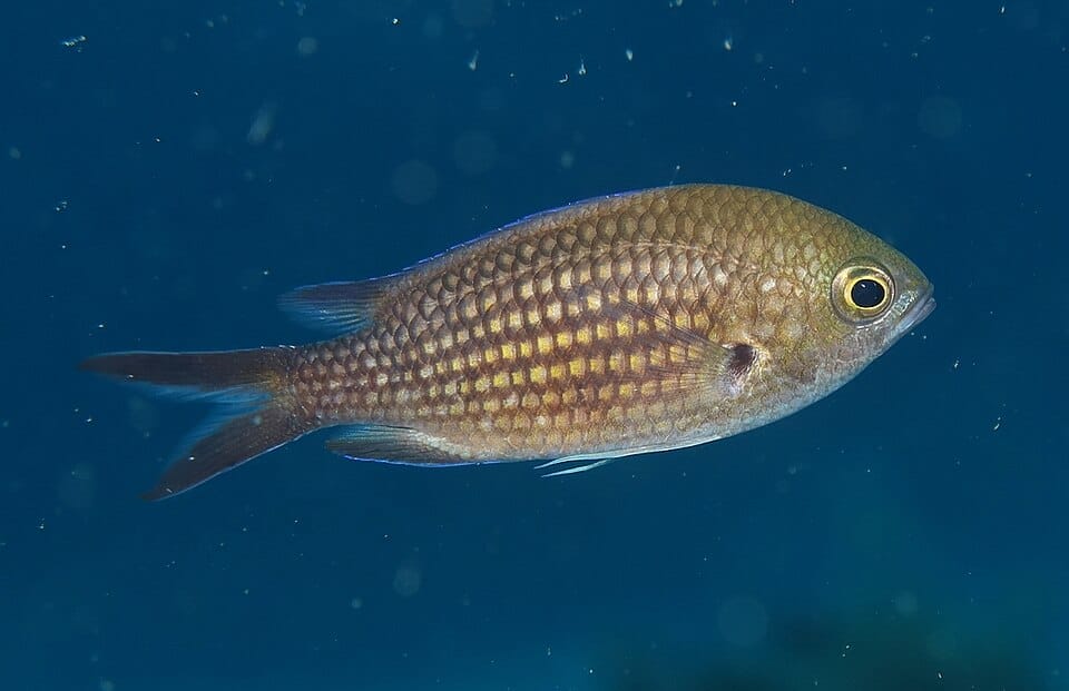 Castañuela (Chromis chromis)