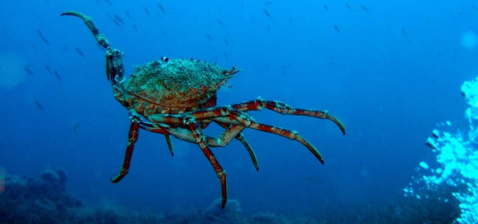 Centollo europeo (Maja squinado)