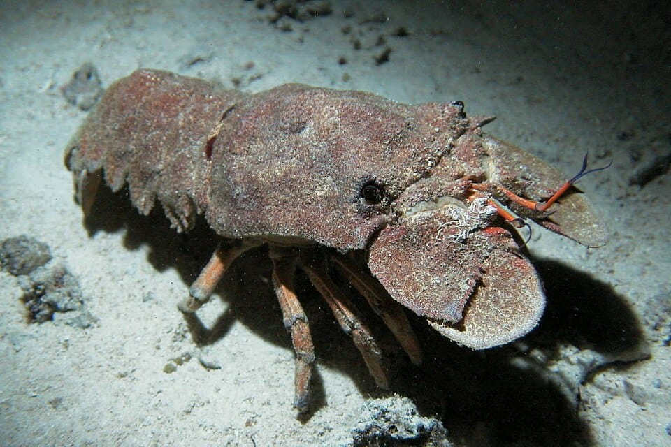 Cigarra de mar (langosta mocha) (Scyllarides latus)