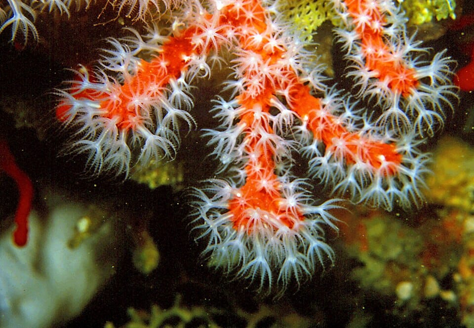 Coral rojo (Corallium rubrum)
