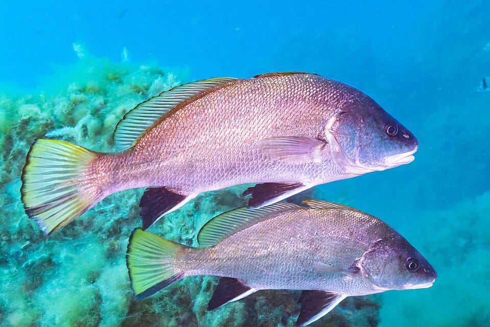 Corvina negra (corvallo) (Sciaena umbra)