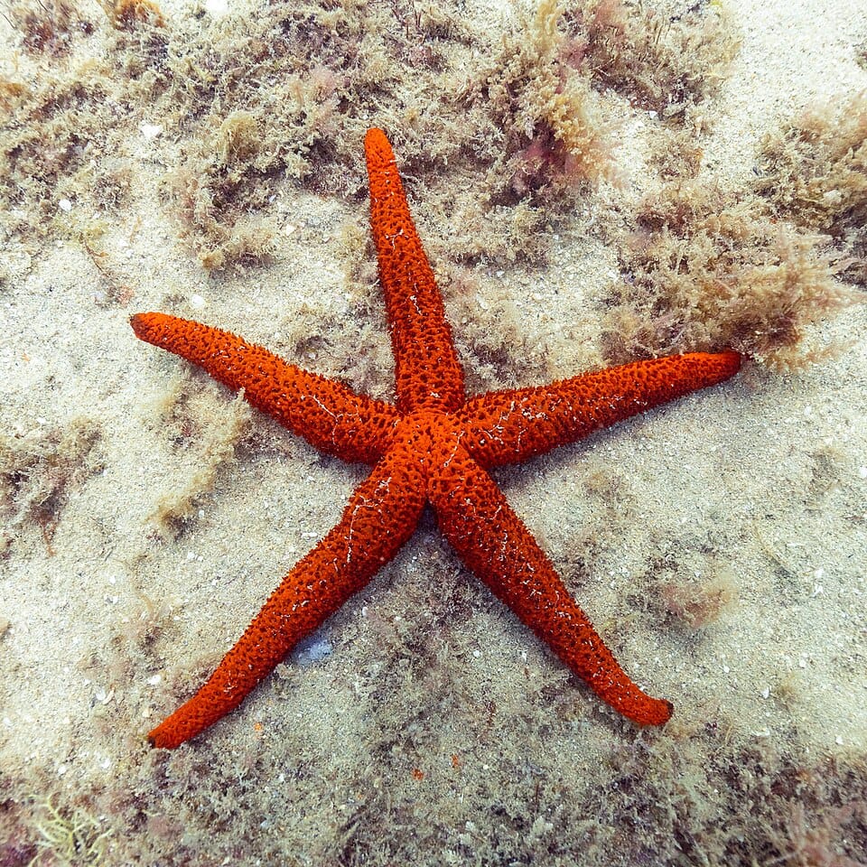 Estrella de mar roja (Echinaster sepositus)