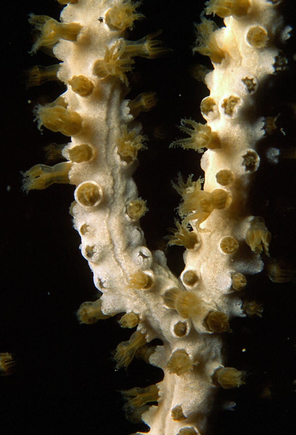 Gorgonia blanca (Eunicella singularis)