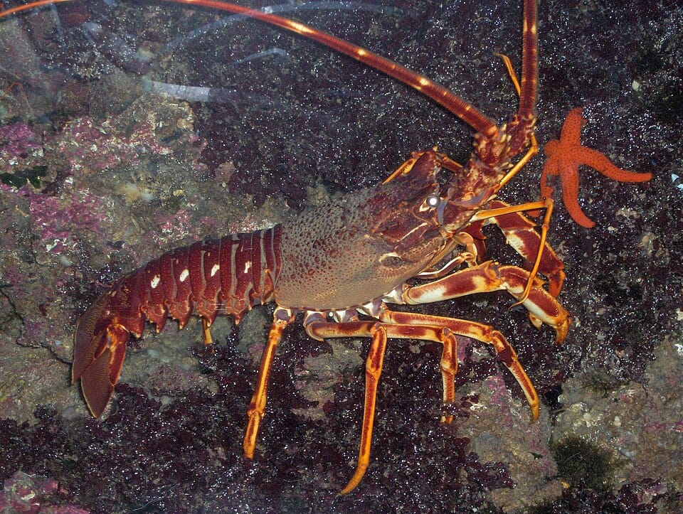 Langosta europea (langosta común) (Palinurus elephas)
