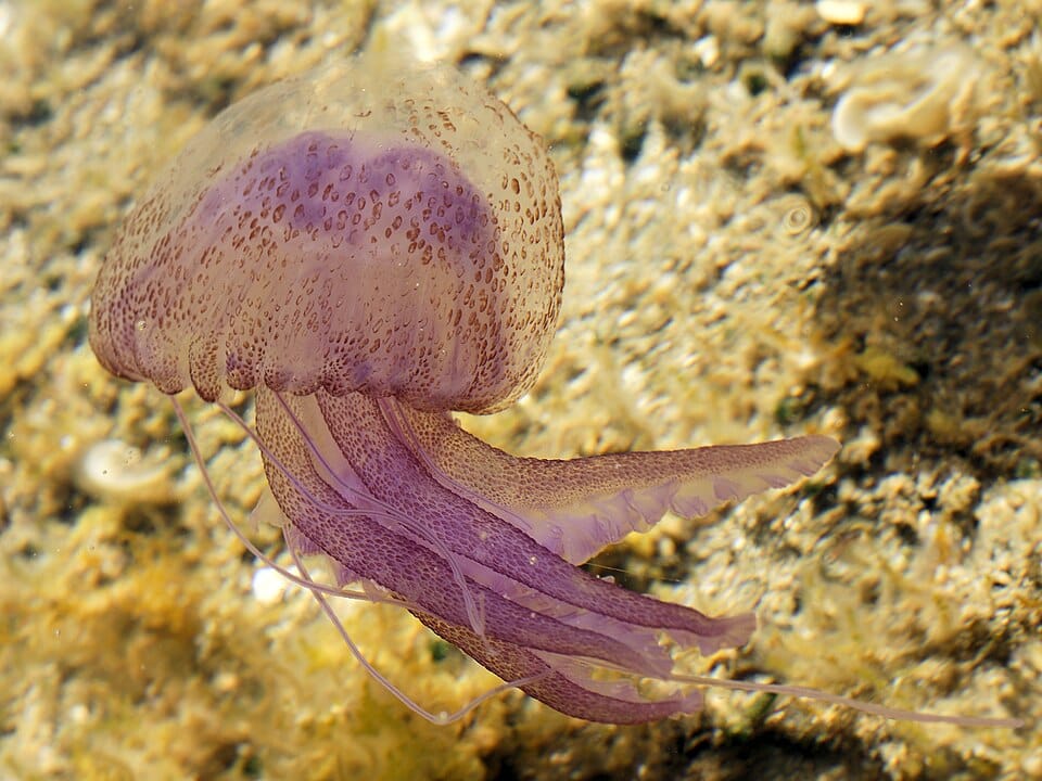Medusa luminiscente (clavel de mar) (Pelagia noctiluca)
