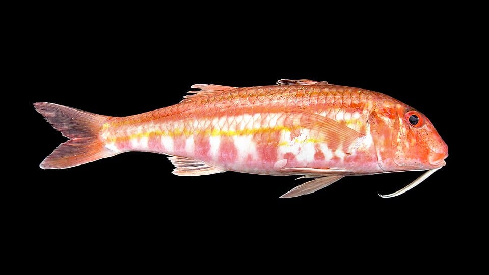 Salmonete de roca (Mullus surmuletus)