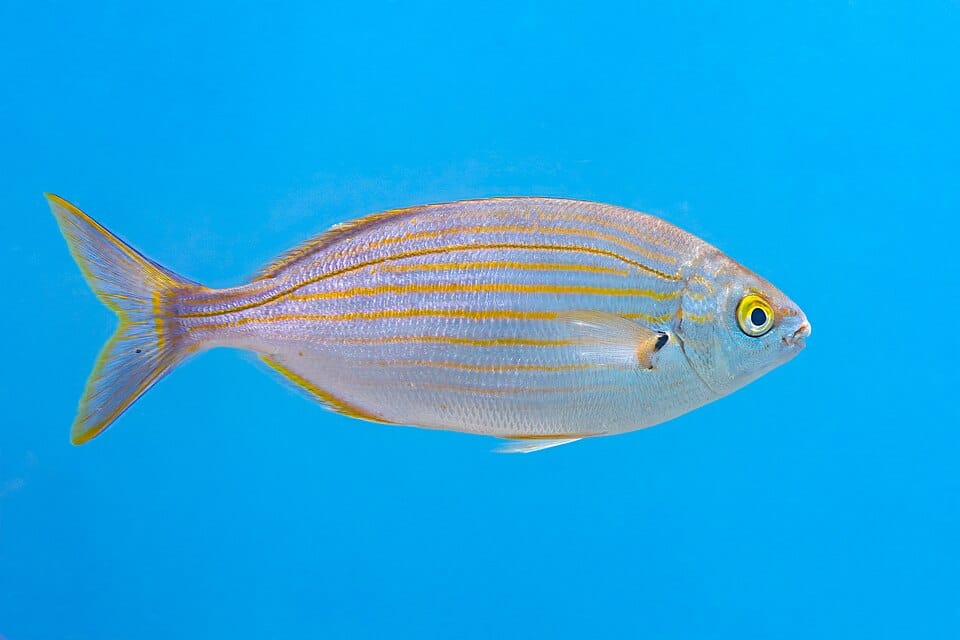 Salema (salpa) (Sarpa salpa)