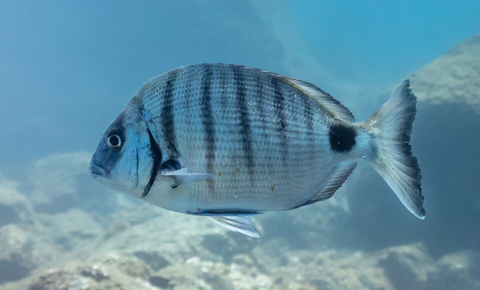 Sargo común (Diplodus sargus)