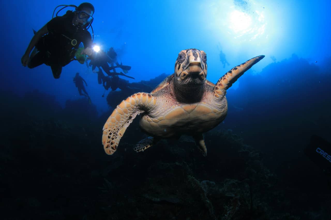 Submarinismo en aguas cristalinas de España